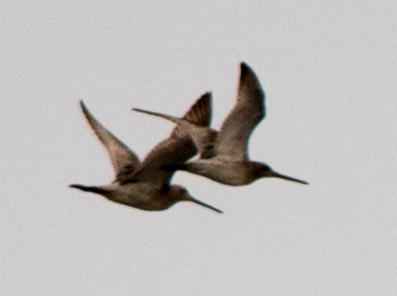 Birds of South East Asia