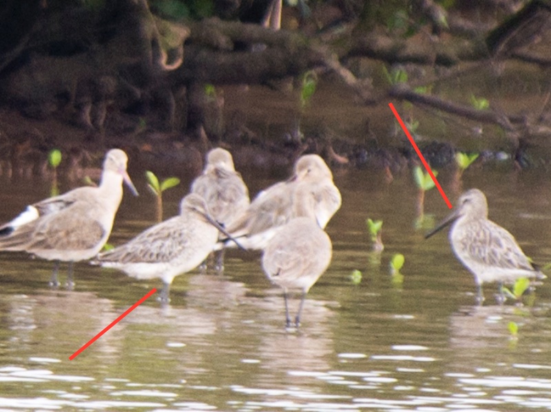Birds of South East Asia