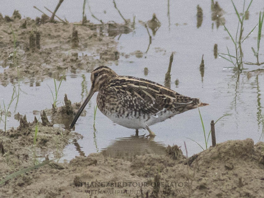 Birds of South East Asia