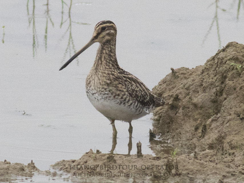 Birds of South East Asia
