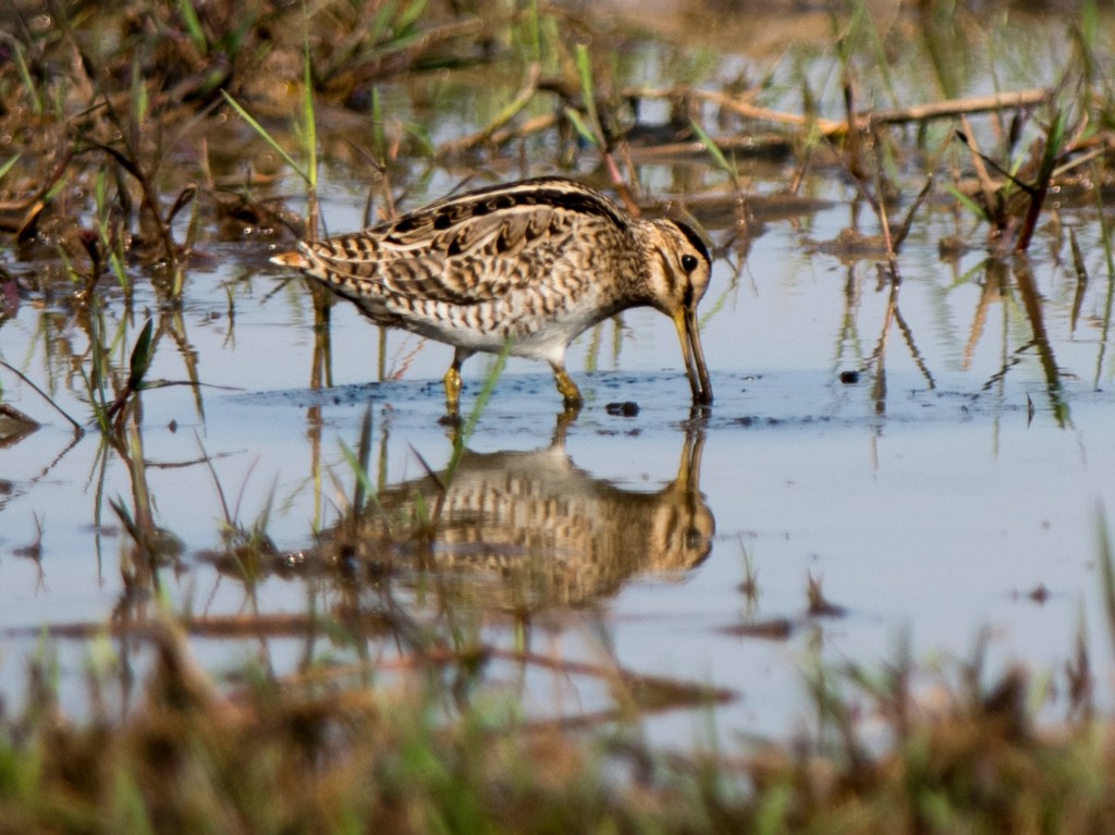 Birds of South East Asia