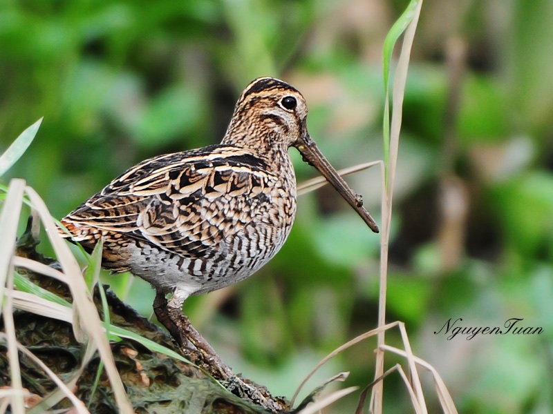 Birds of South East Asia