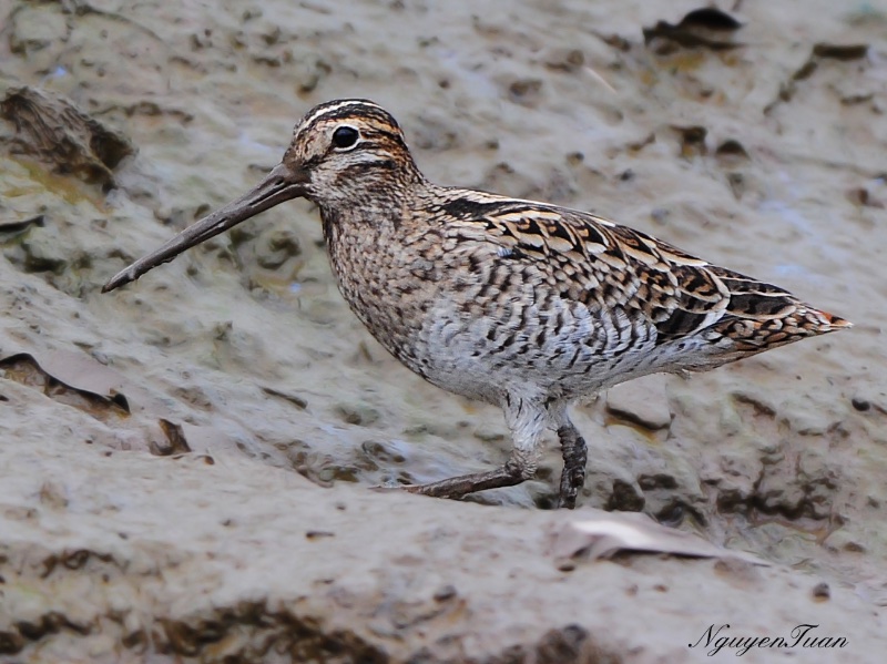 Birds of South East Asia
