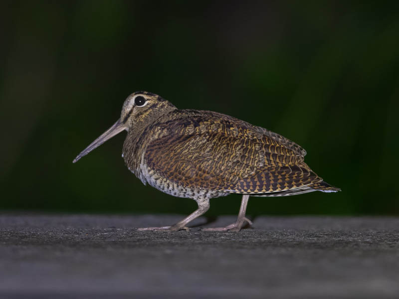 Birds of South East Asia