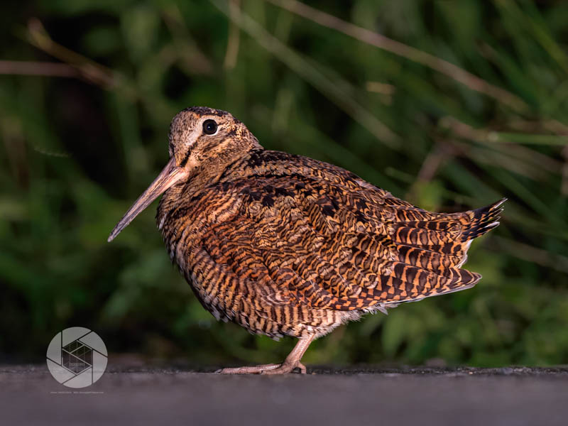 Birds of South East Asia