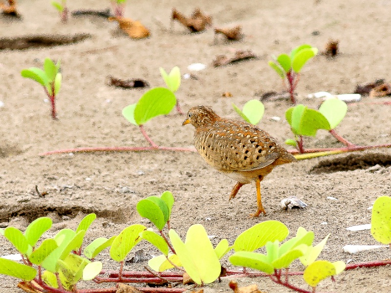 Birds of South East Asia