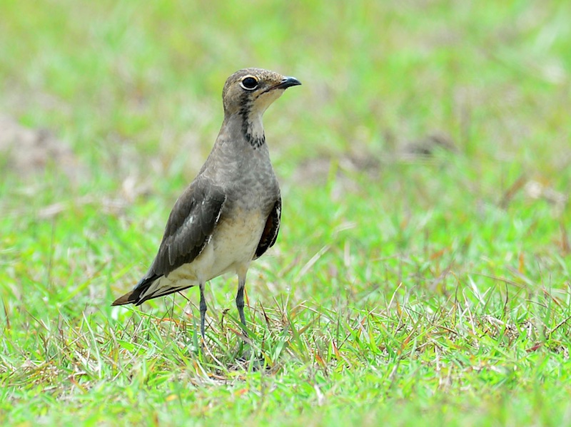 Birds of South East Asia