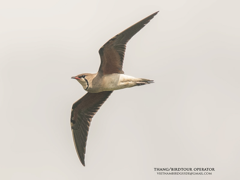 Birds of South East Asia