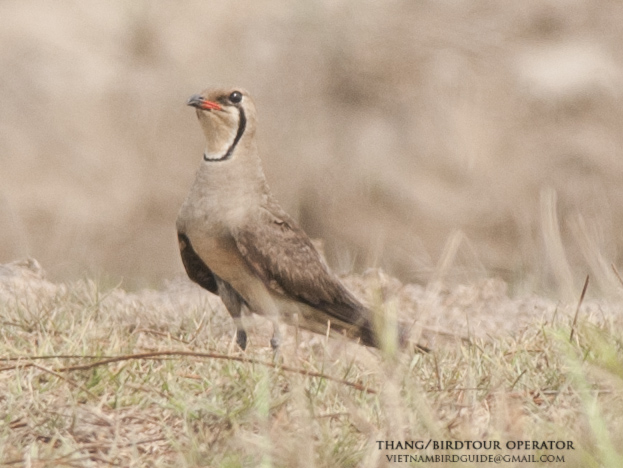 Birds of South East Asia