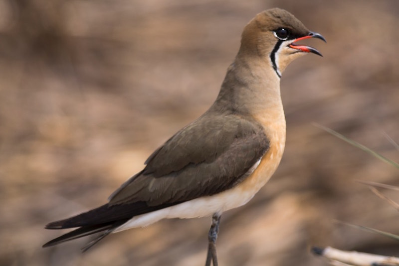 Birds of South East Asia