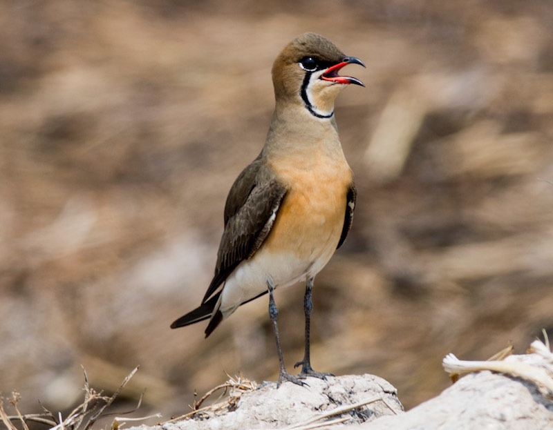 Birds of South East Asia