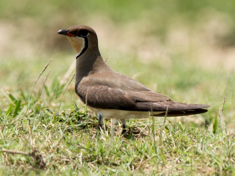 Birds of South East Asia