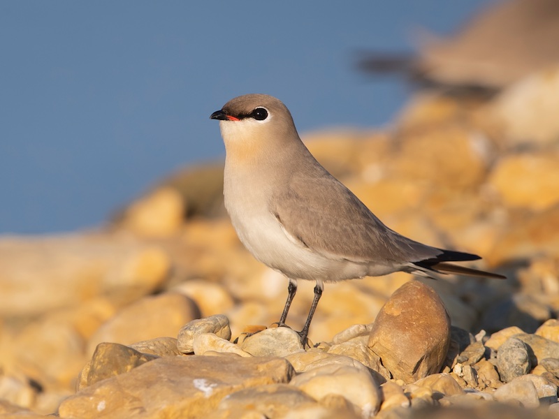 Birds of South East Asia