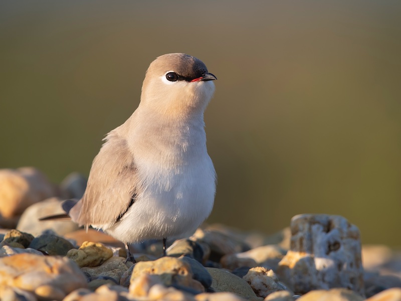 Birds of South East Asia