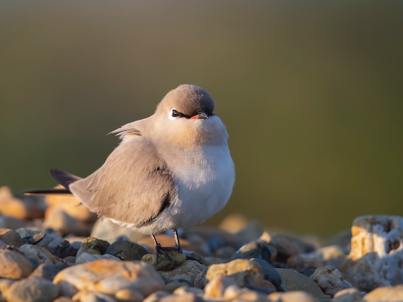 Birds of South East Asia