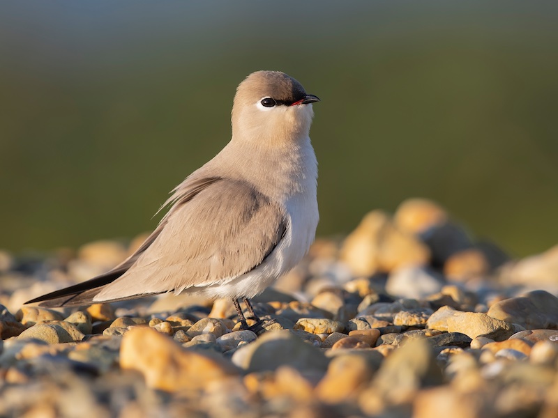 Birds of South East Asia