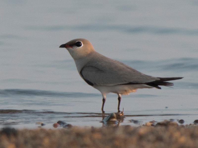 Birds of South East Asia