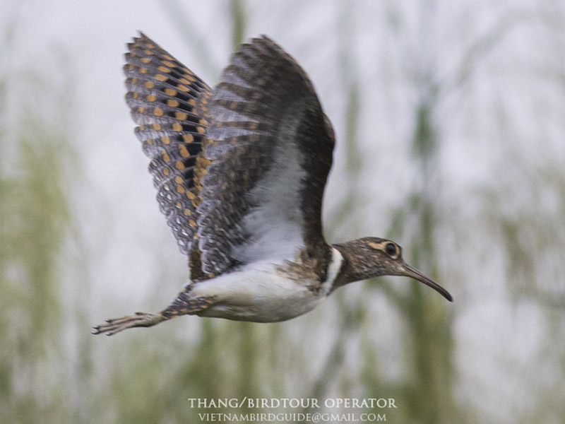 Birds of South East Asia