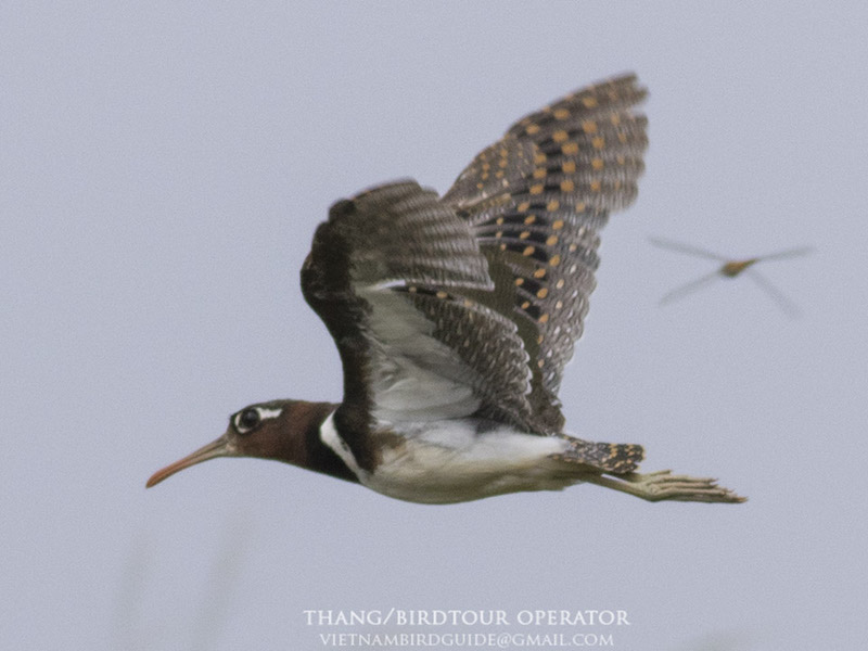 Birds of South East Asia