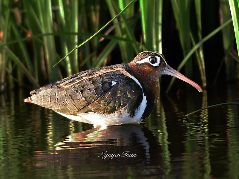 Birds of South East Asia