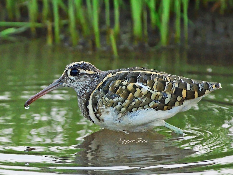 Birds of South East Asia