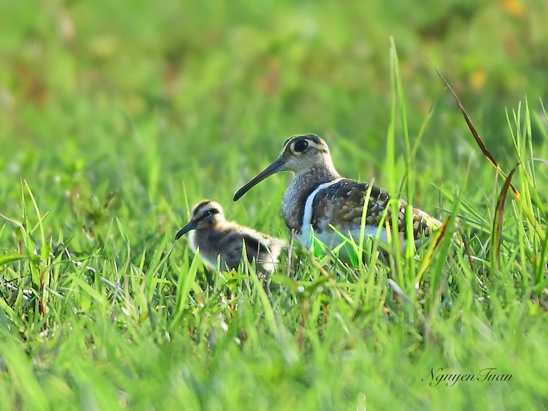 Birds of South East Asia