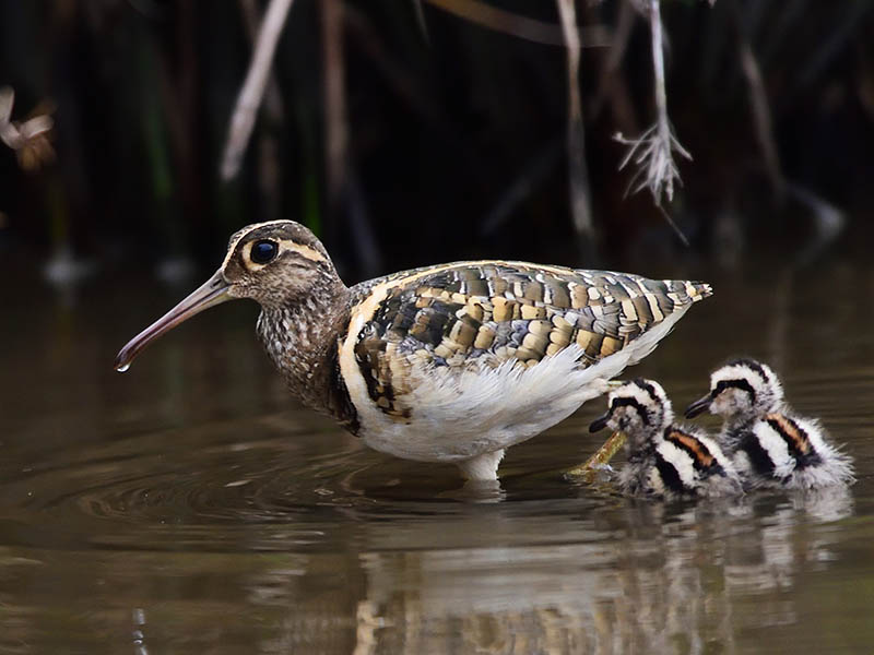 Birds of South East Asia