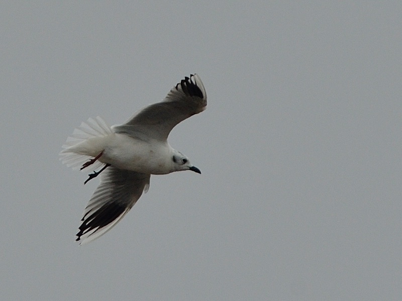 Birds of South East Asia