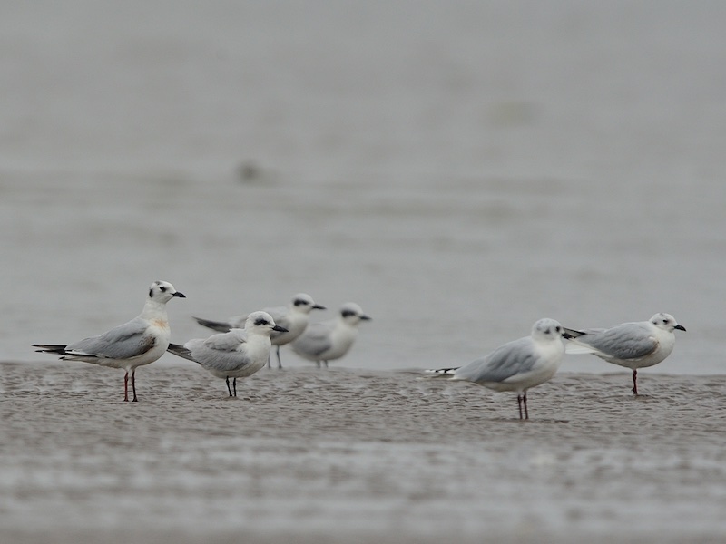 Birds of South East Asia