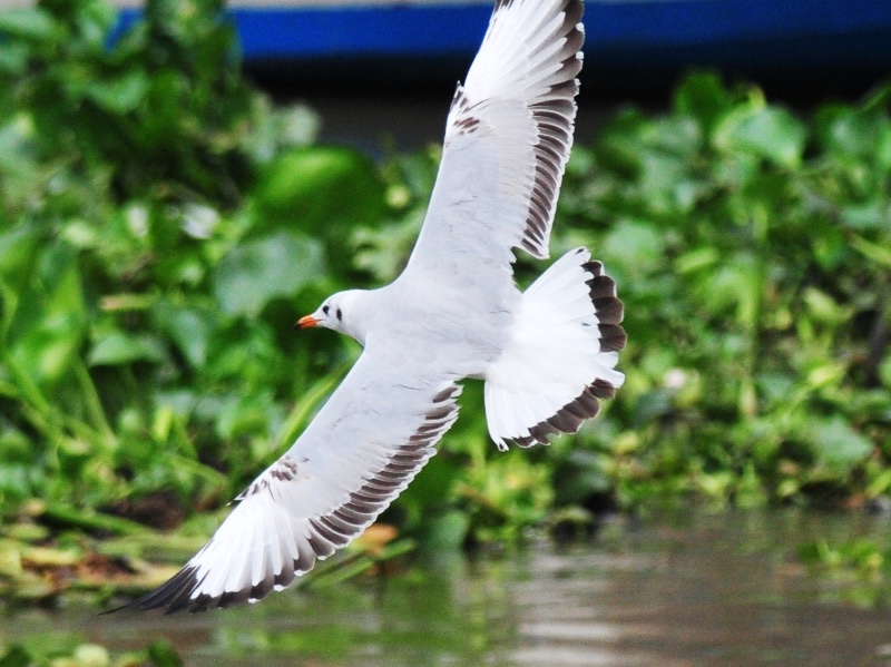 Birds of South East Asia