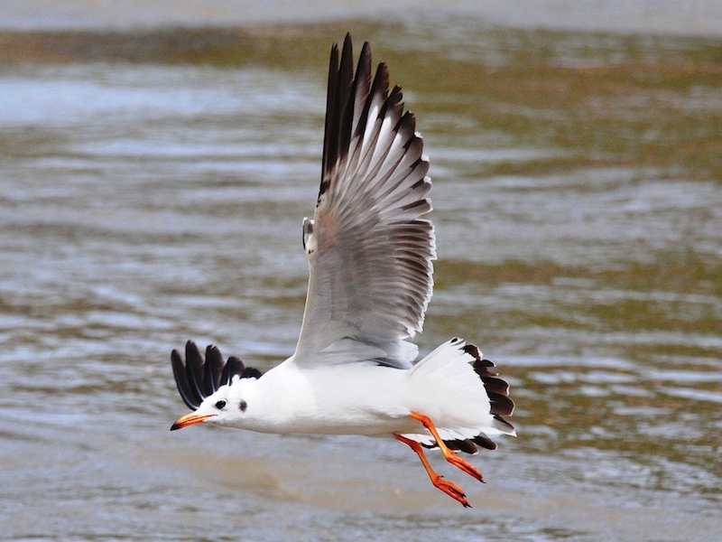 Birds of South East Asia