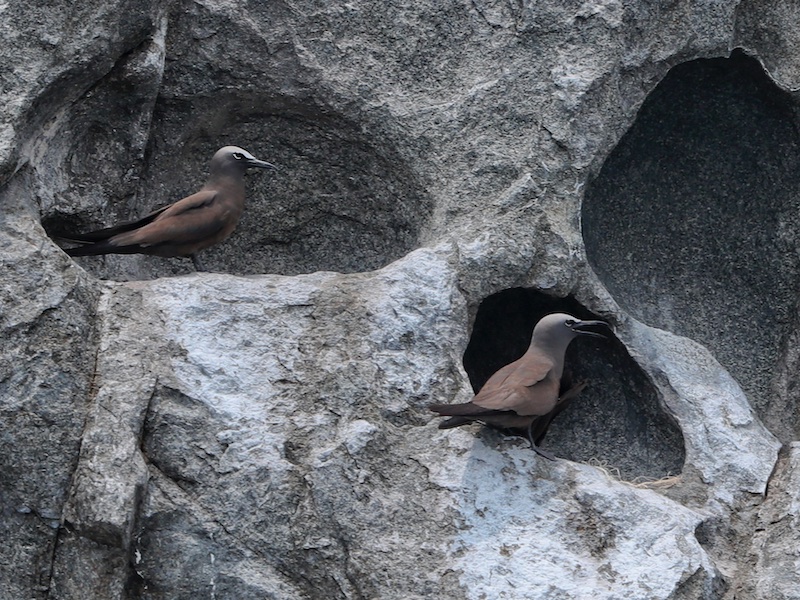 Birds of South East Asia