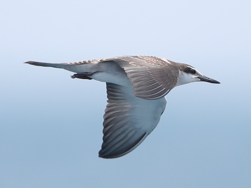 Birds of South East Asia