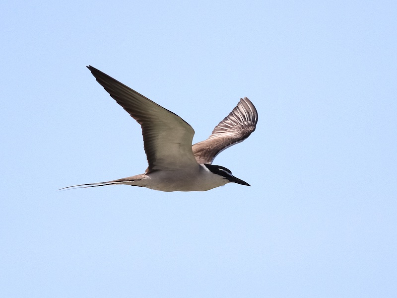 Birds of South East Asia