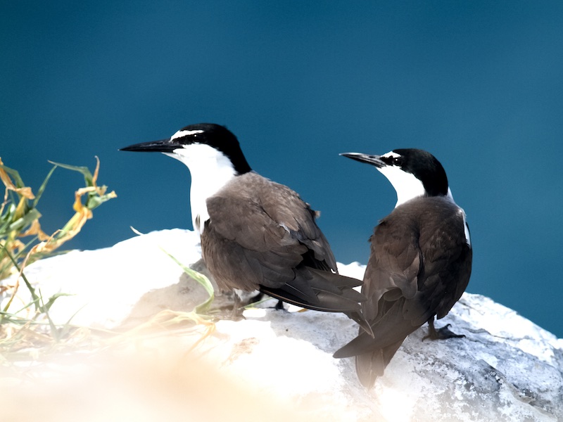 Birds of South East Asia