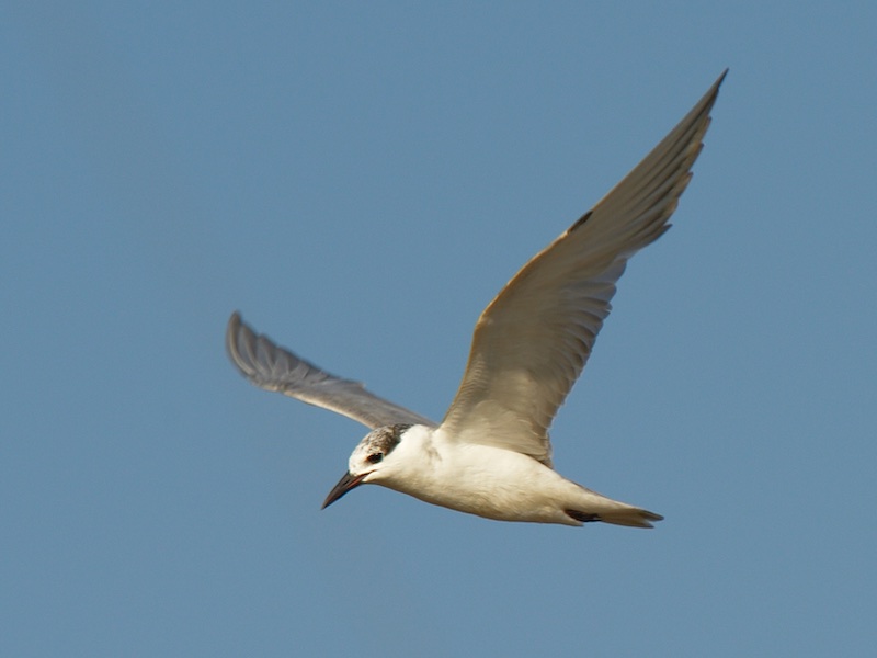 Birds of South East Asia