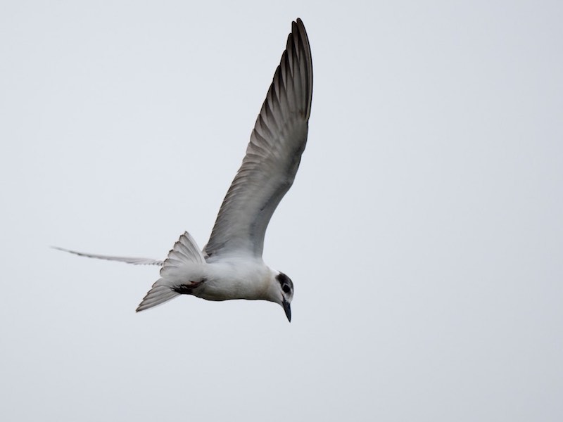 Birds of South East Asia