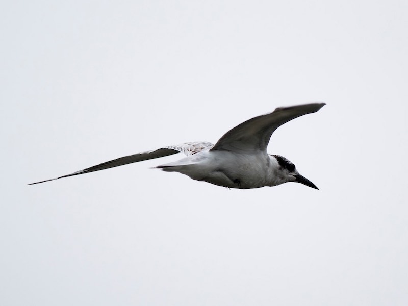 Birds of South East Asia