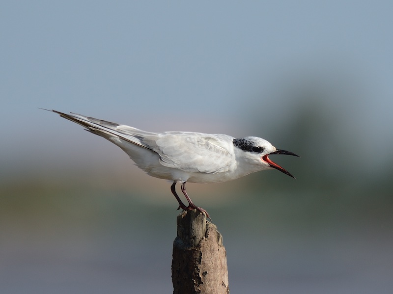 Birds of South East Asia