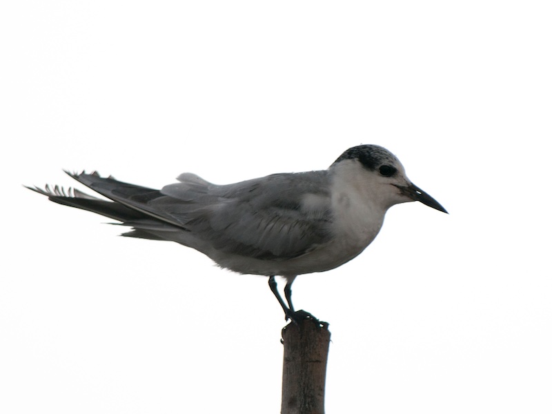 Birds of South East Asia