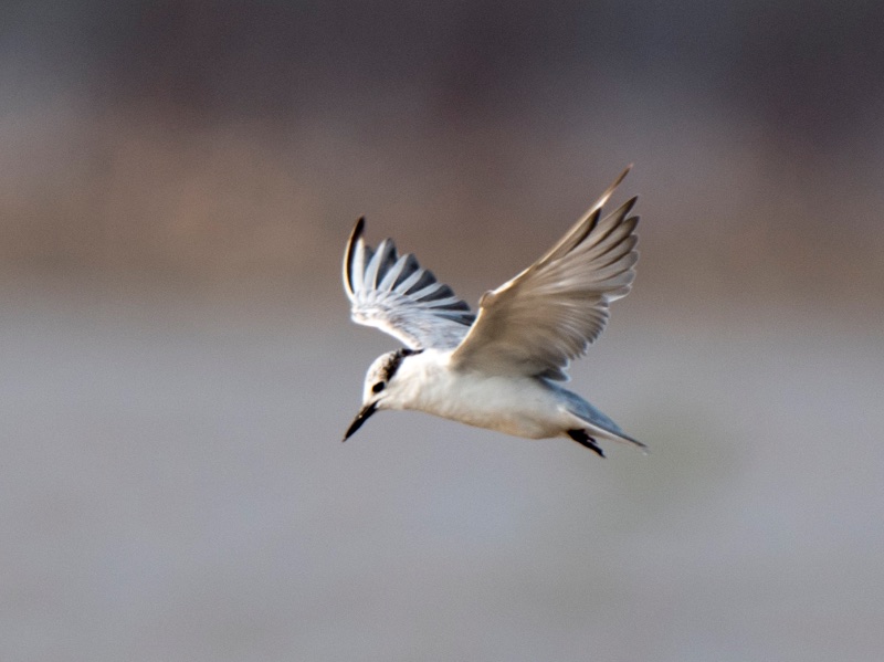 Birds of South East Asia