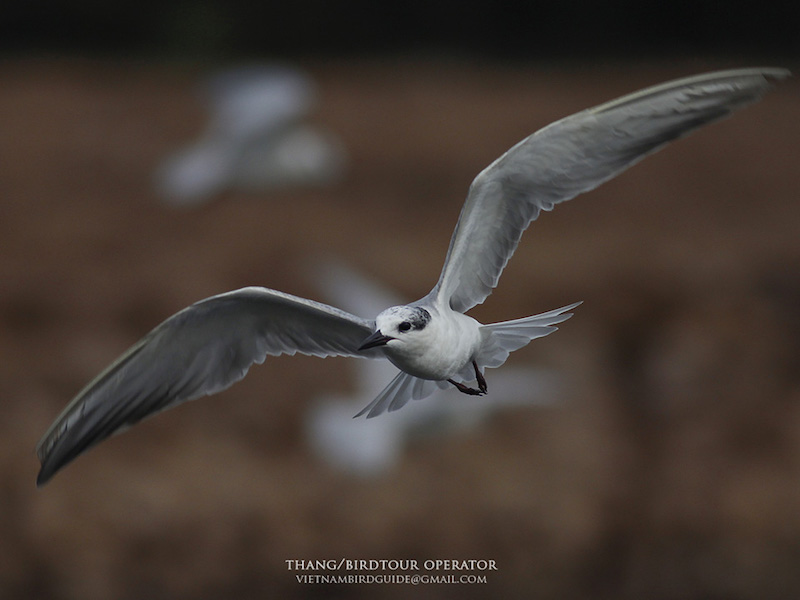 Birds of South East Asia