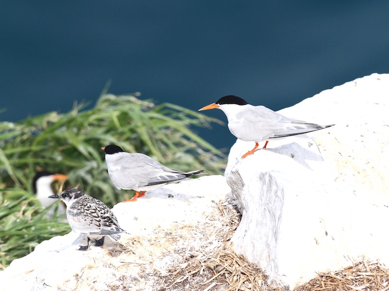 Birds of South East Asia