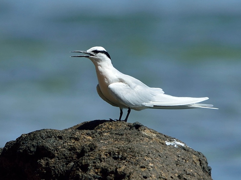 Birds of South East Asia