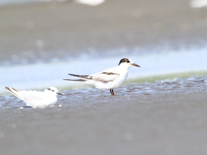 Birds of South East Asia