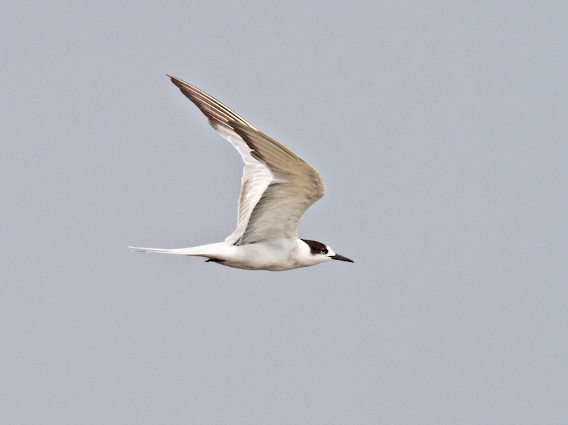 Birds of South East Asia