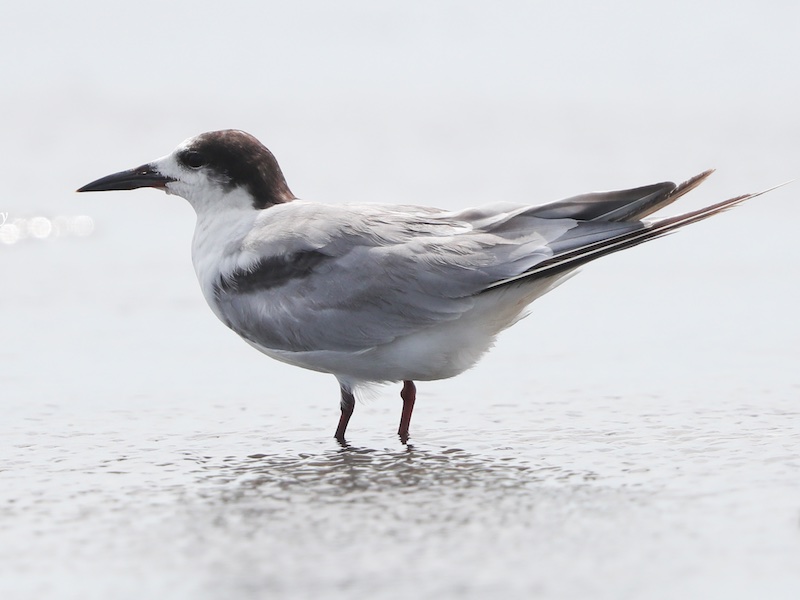 Birds of South East Asia