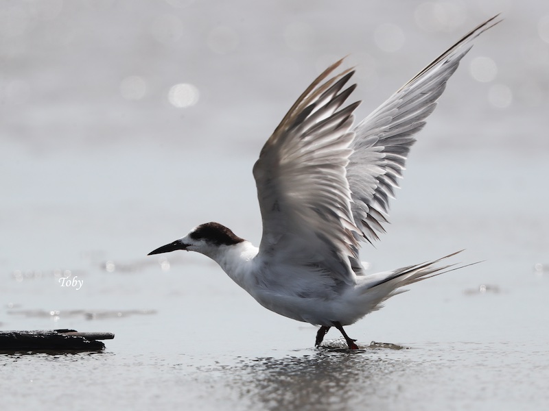 Birds of South East Asia