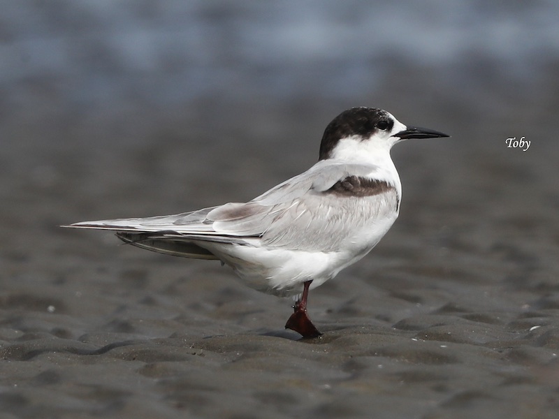 Birds of South East Asia
