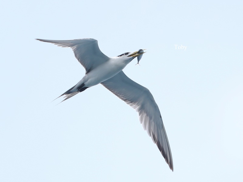 Birds of South East Asia